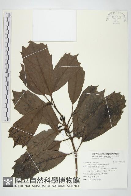 桃葉珊瑚藏品圖，第1張
