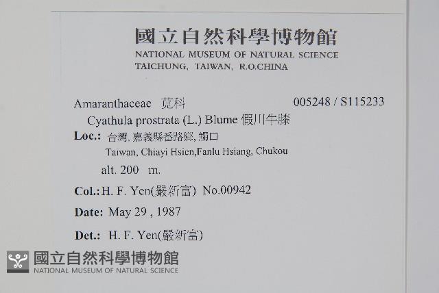 假川牛膝藏品圖，第2張