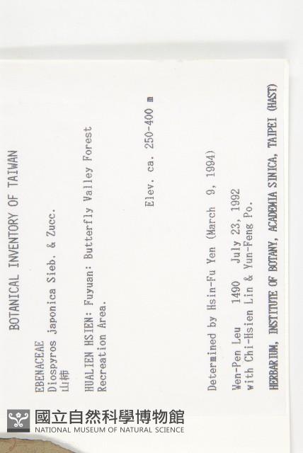 山柿, 山豆柿藏品圖，第2張