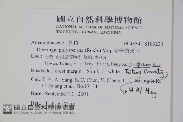 多子漿果莧藏品圖，第2張