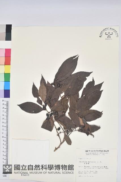 刺杜密藏品圖，第1張