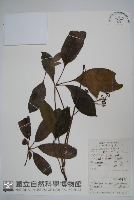 鵝掌柴、江某、鴨腳樹藏品圖，第1張