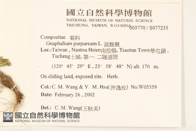 鼠麴舅藏品圖，第2張