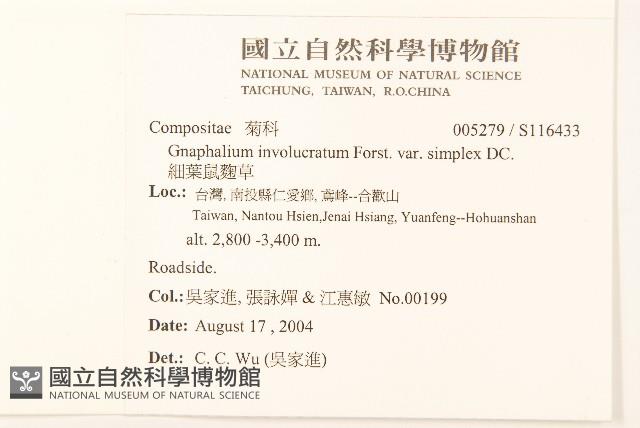 細葉鼠麴草藏品圖，第2張