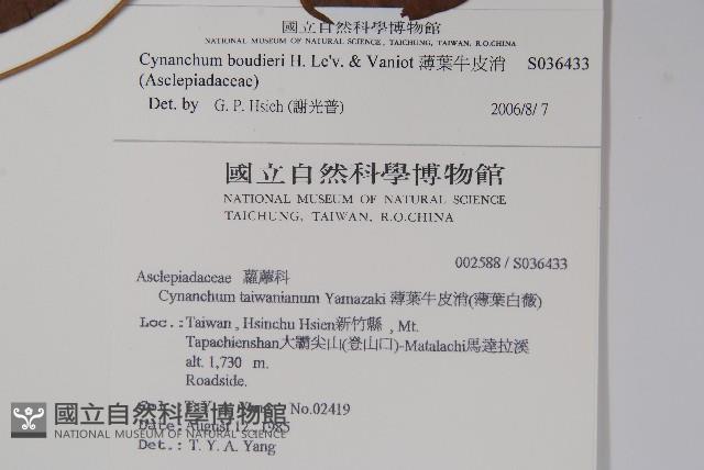 薄葉牛皮消藏品圖，第2張