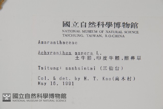 土牛膝藏品圖，第2張