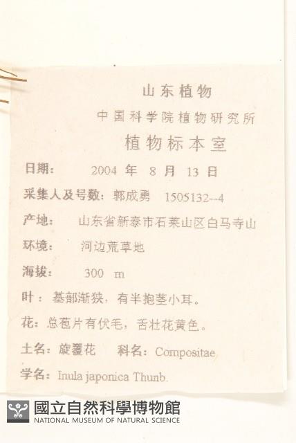 旋覆花藏品圖，第2張