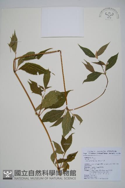 臺灣野牡丹藤藏品圖，第1張