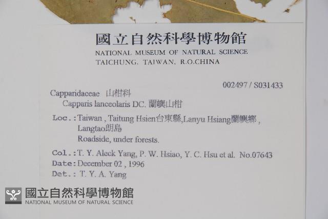 蘭嶼山柑藏品圖，第2張