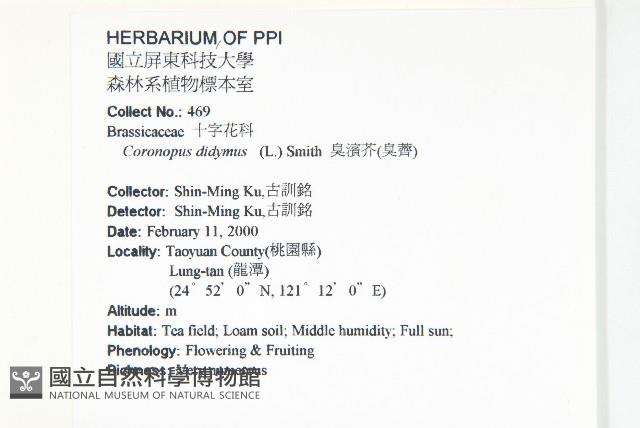 臭濱芥、臭薺藏品圖，第2張