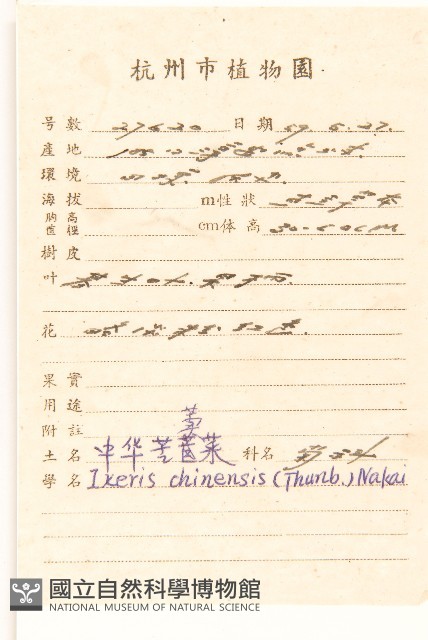 兔仔菜藏品圖，第2張