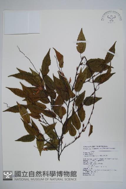 阿里山千金榆藏品圖，第1張