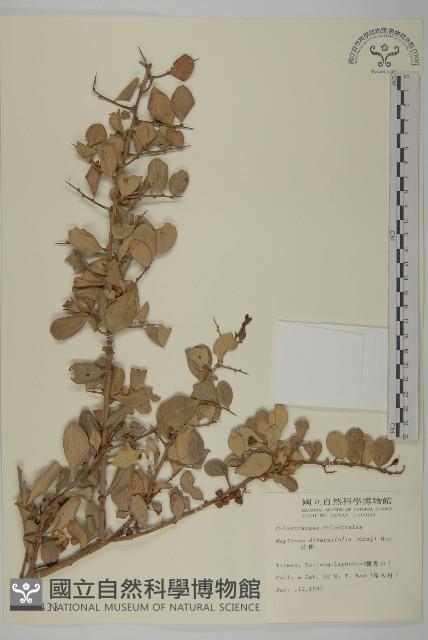 北仲, 刺裸實藏品圖，第1張