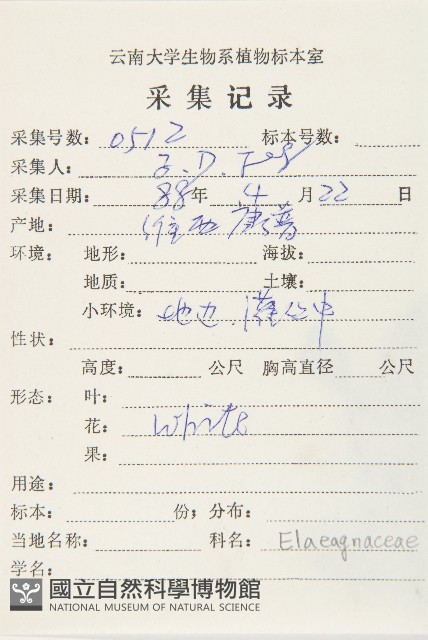小葉胡頹子藏品圖，第2張