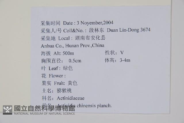 獼猴桃、奇異果藏品圖，第2張