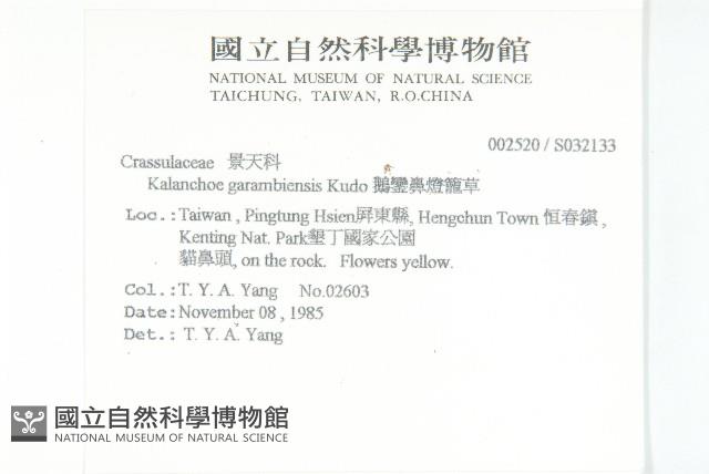 鵝鑾鼻燈籠草藏品圖，第2張