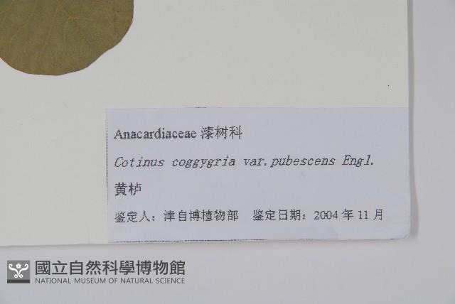 毛黃槴藏品圖，第2張