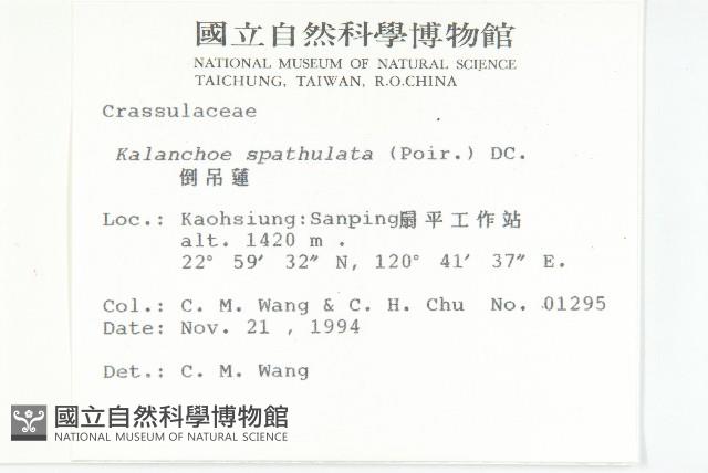 倒吊蓮、匙葉燈籠草藏品圖，第2張