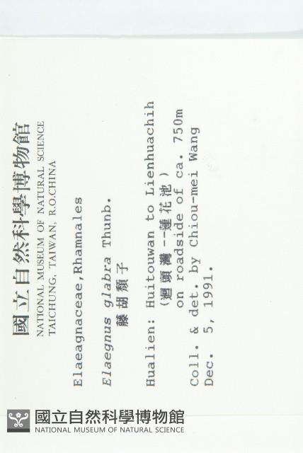 藤胡頹子藏品圖，第2張