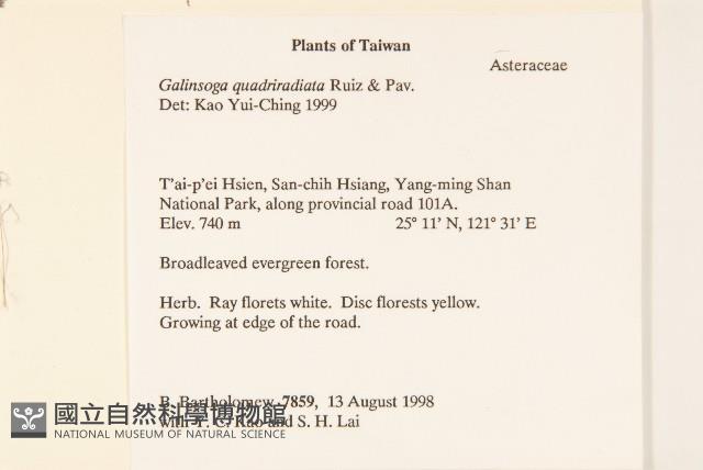 粗毛小米菊藏品圖，第2張