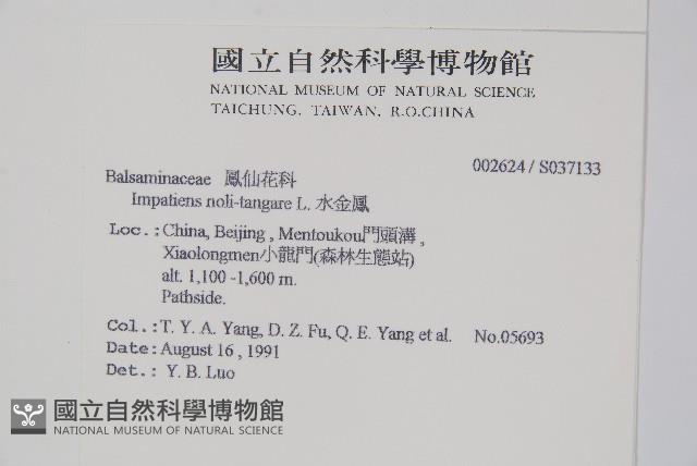 水金鳳藏品圖，第2張