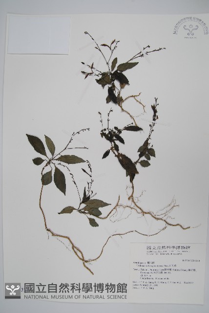 針刺草藏品圖，第1張