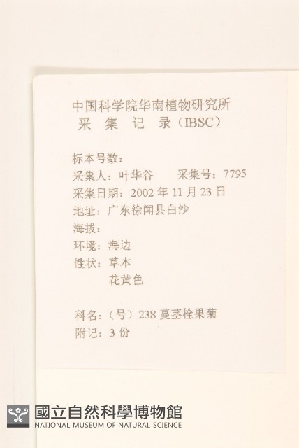 匐莖栓果菊藏品圖，第2張