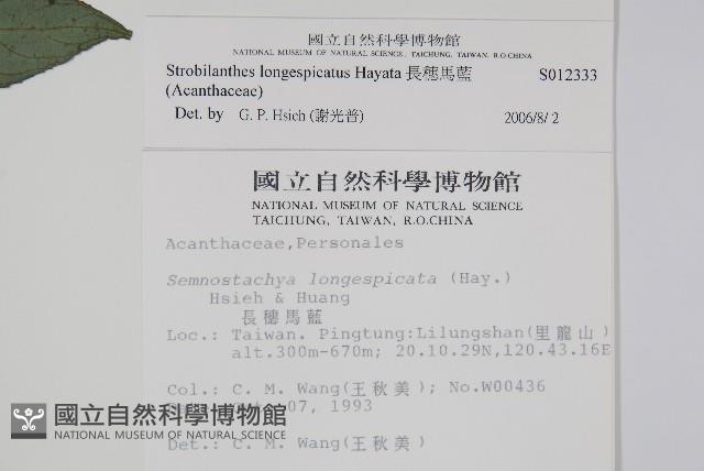 長穗馬藍藏品圖，第2張