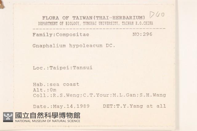 秋鼠麴草藏品圖，第2張