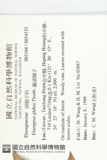 藤胡頹子藏品圖，第2張