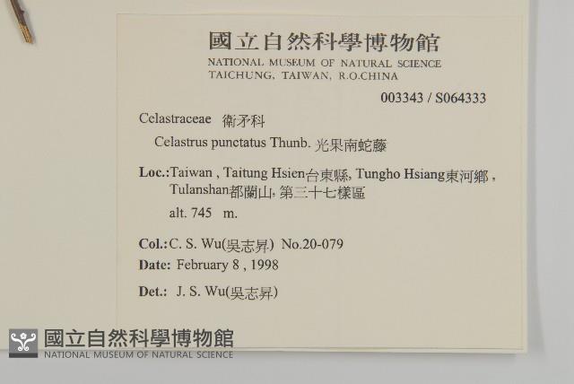 光果南蛇藤藏品圖，第2張