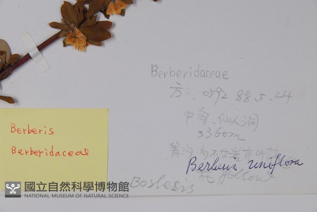 刺紅珠藏品圖，第2張