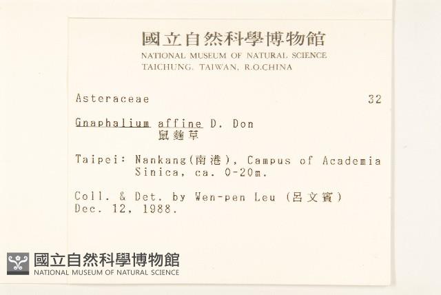 鼠麴草藏品圖，第2張