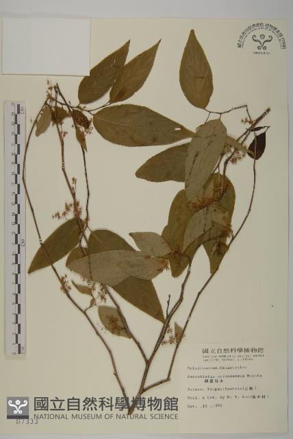 佩羅特木藏品圖，第1張