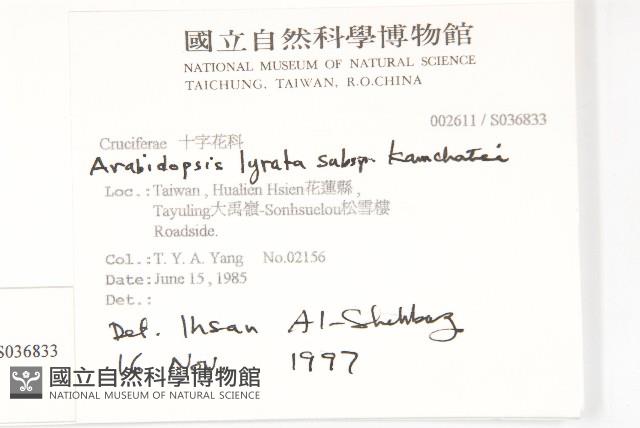 玉山筷子芥藏品圖，第2張