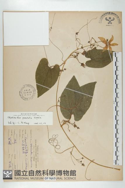 斑花青牛膽藏品圖，第1張