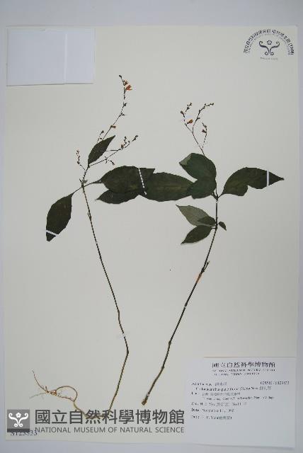 針刺草藏品圖，第1張