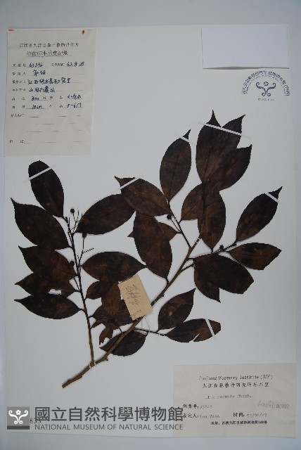 鐵冬青藏品圖，第1張