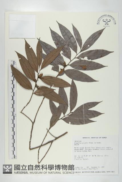 軟毛柿藏品圖，第1張