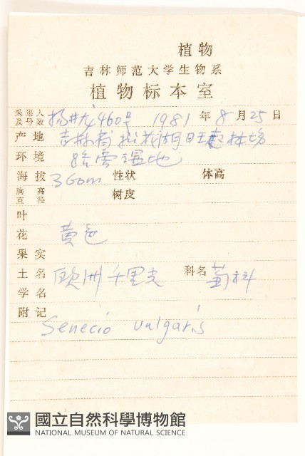 歐洲黃菀藏品圖，第2張