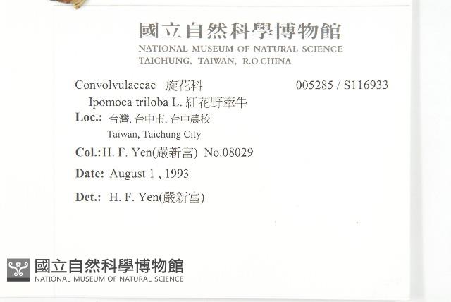 紅花野牽牛藏品圖，第2張