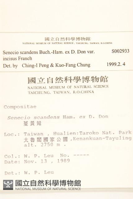 裂葉蔓黃菀藏品圖，第2張