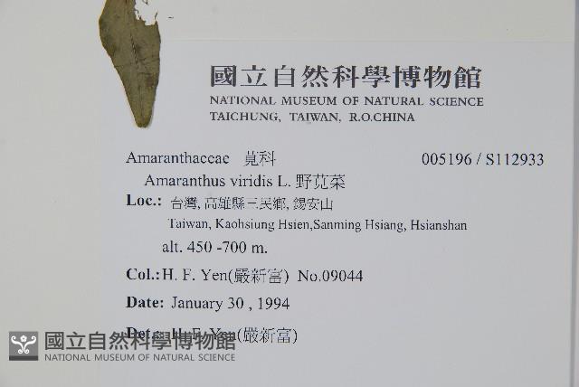 野莧菜藏品圖，第2張