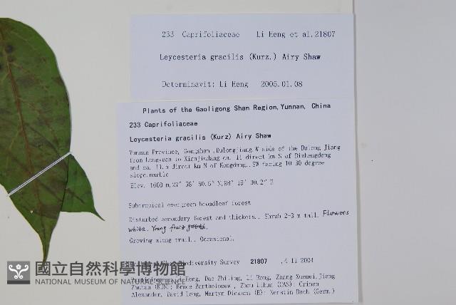 纖細風吹蕭藏品圖，第2張