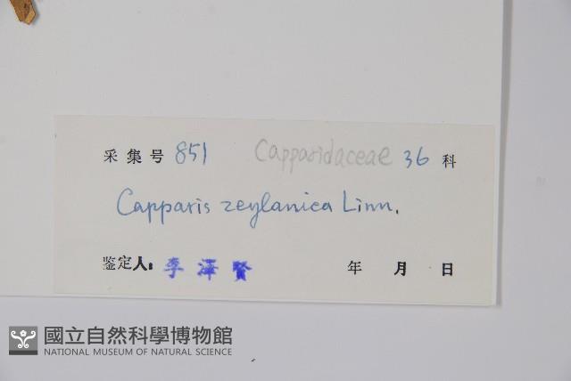 牛眼睛，錫蘭山柑，馬來西亞山柑，槌果藤藏品圖，第2張