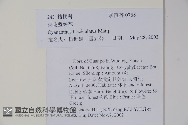 束花藍鐘花藏品圖，第2張