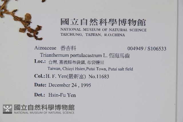 假海馬齒藏品圖，第2張