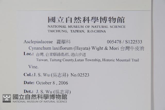 台灣牛皮消藏品圖，第2張