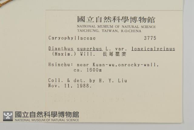 長萼瞿麥藏品圖，第2張