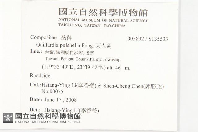 天人菊藏品圖，第2張